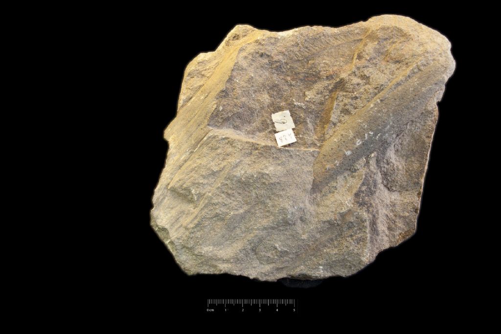 Fossile (arenaria con resti di piante, associazione fossile)