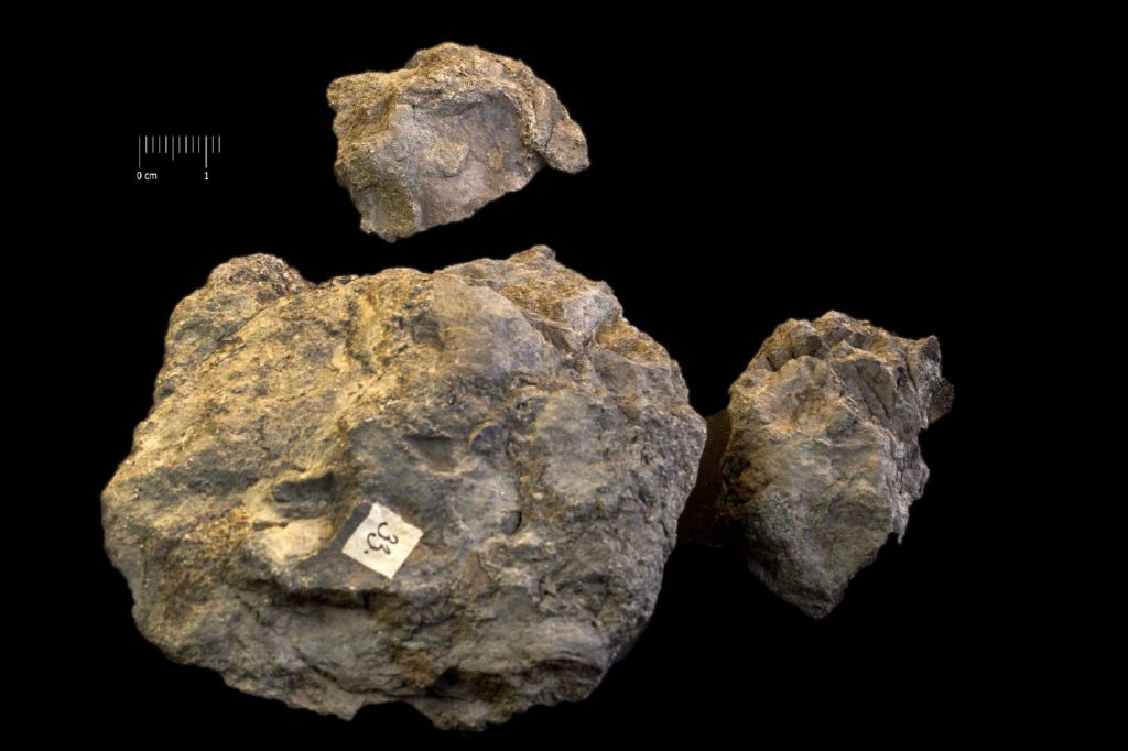 Fossile (resti di organismi vegetali, associazione fossile)