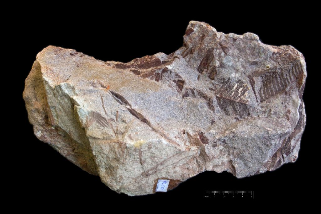 Fossile (frammento di foglia allungata, insieme)