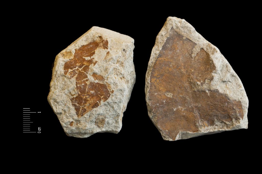 Fossile (foglie, serie)