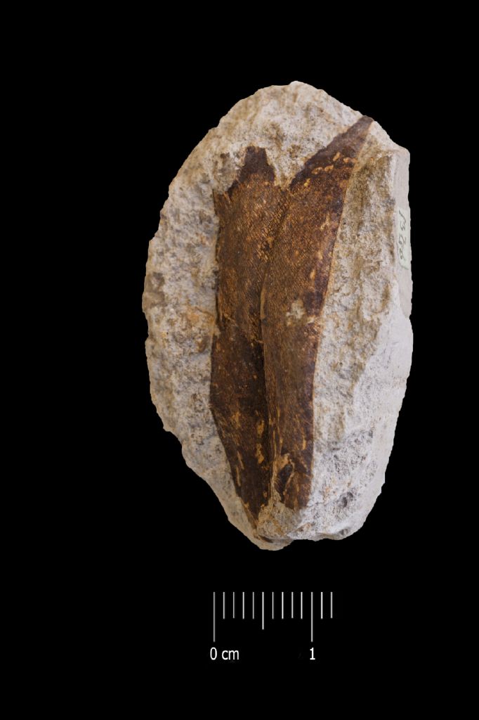 Fossile (foglia, esemplare)