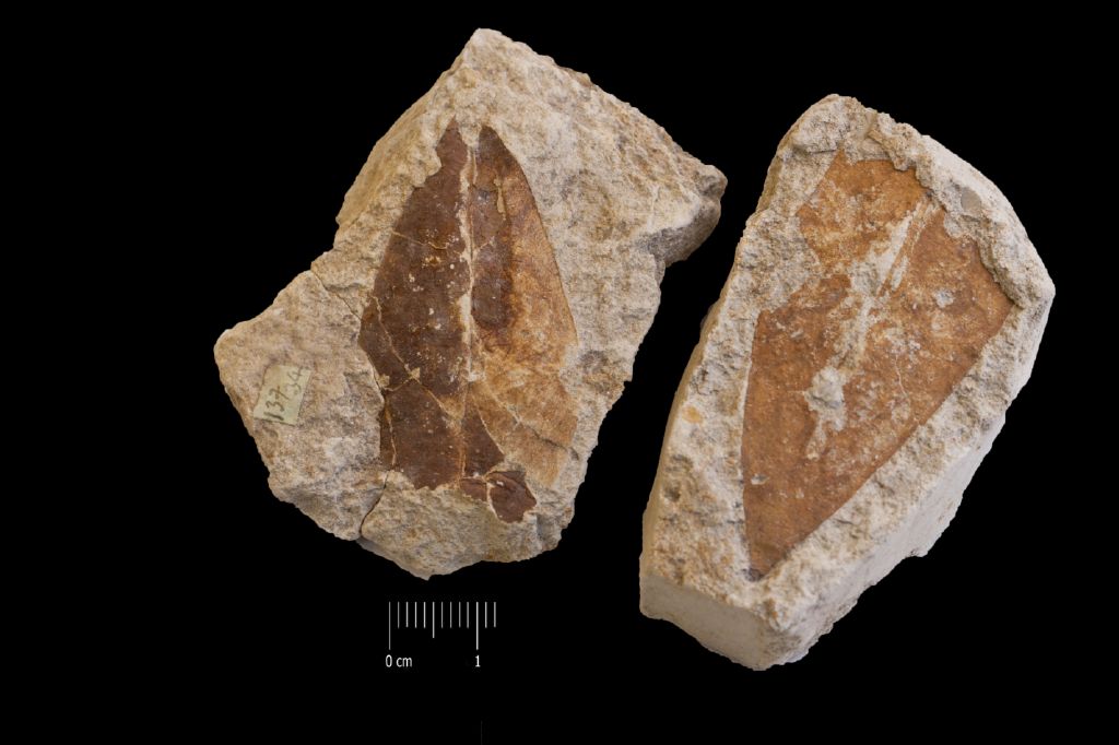 Fossile (foglie, serie)