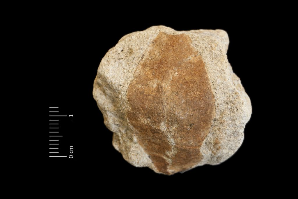 Fossile (foglie, esemplare)