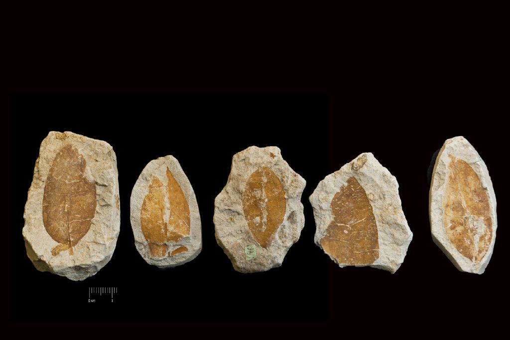 Fossile (foglie, serie)