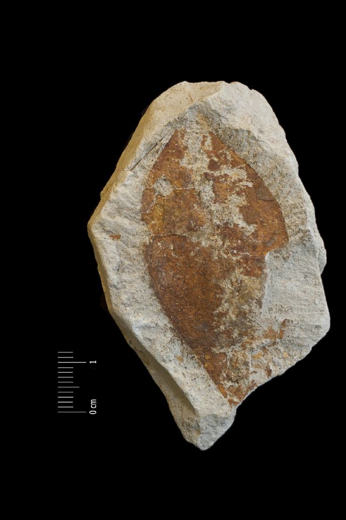Fossile (foglie, esemplare)