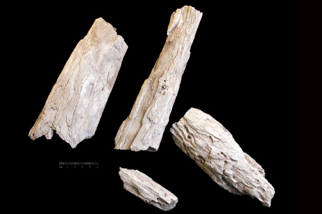 Fossile (legno fossile, serie)