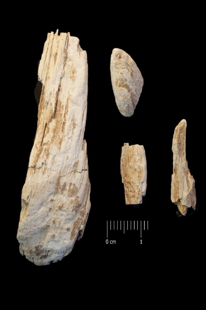 Fossile (legno fossile, serie)
