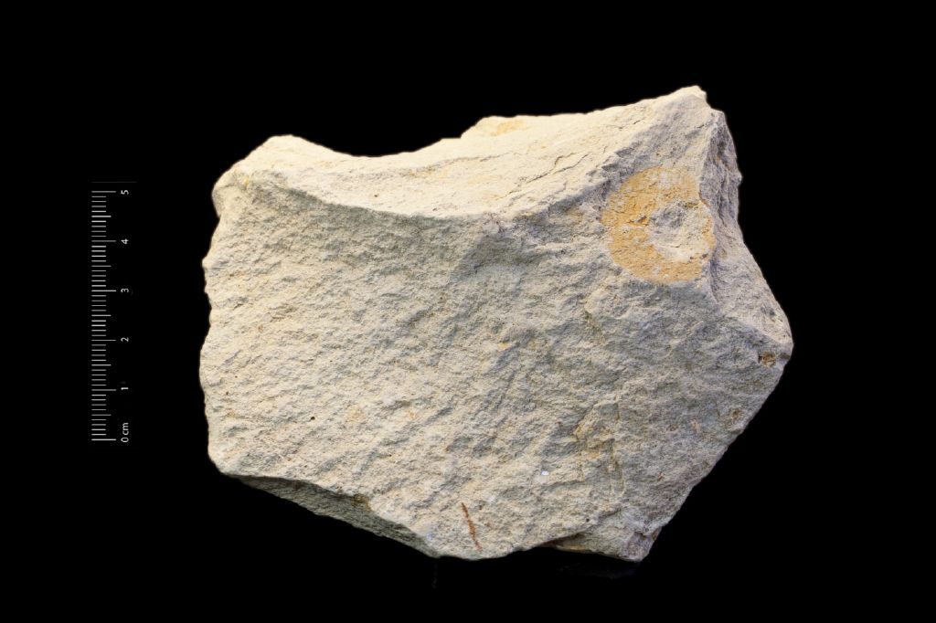 Fossile (frammenti vegetali, esemplare)