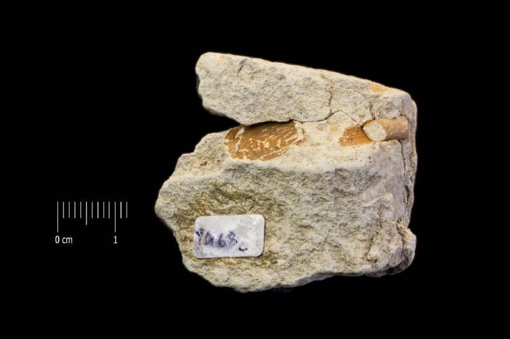 Fossile (impronta di fusto e di mollusco, associazione fossile)