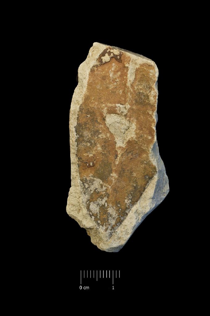 Fossile (foglia, esemplare)
