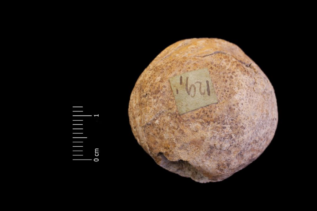 Fossile (frutto, esemplare)