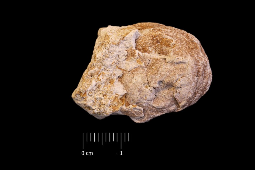 Fossile (frutto, esemplare)