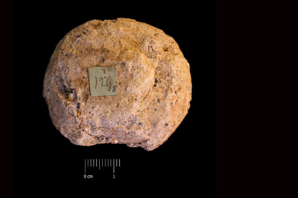 Fossile (frutto, esemplare)