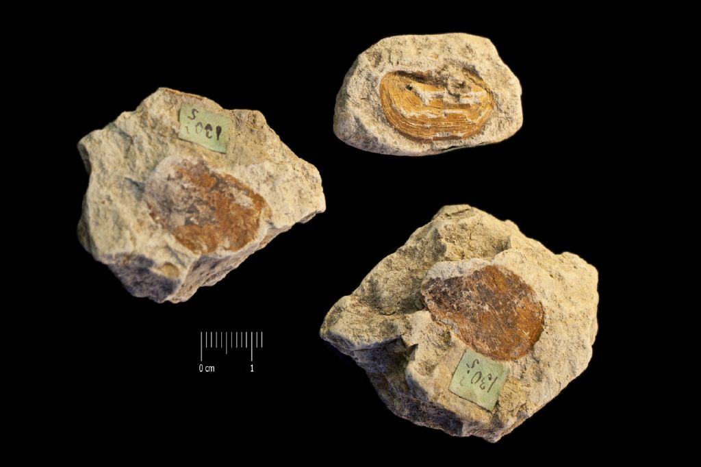 Fossile (frutto, esemplare)