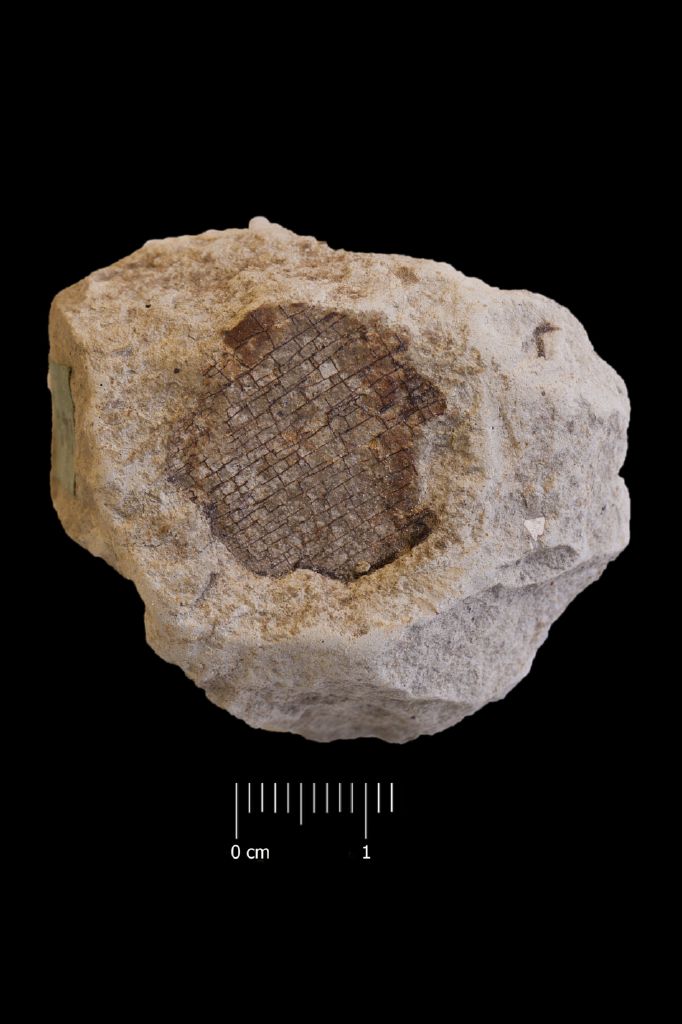 Fossile (foglia, esemplare)