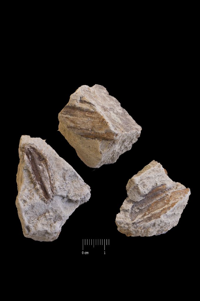 Fossile (frammenti vegetali, associazione fossile)