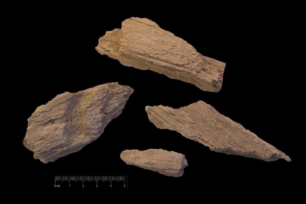 Fossile (legno silicizzato, serie)