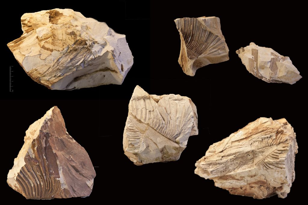 Fossile (frammento di foglia, serie)