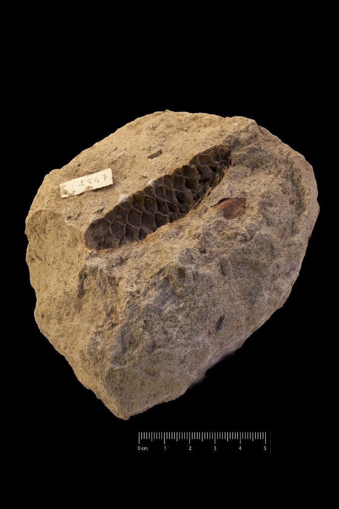 Fossile (pigna, esemplare)