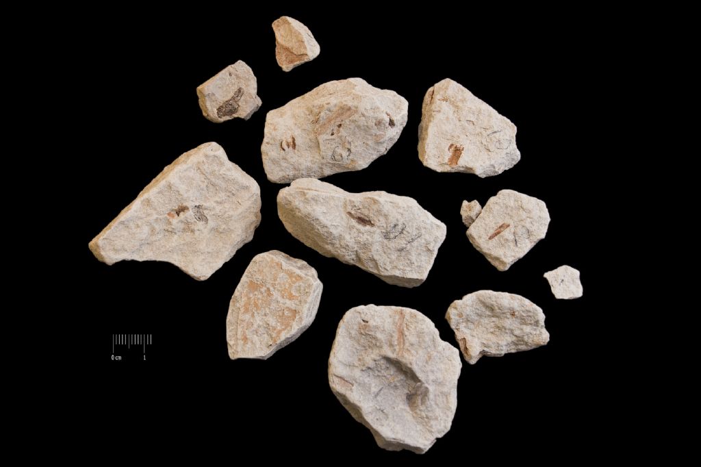 Fossile (frammenti di pianta, associazione fossile)
