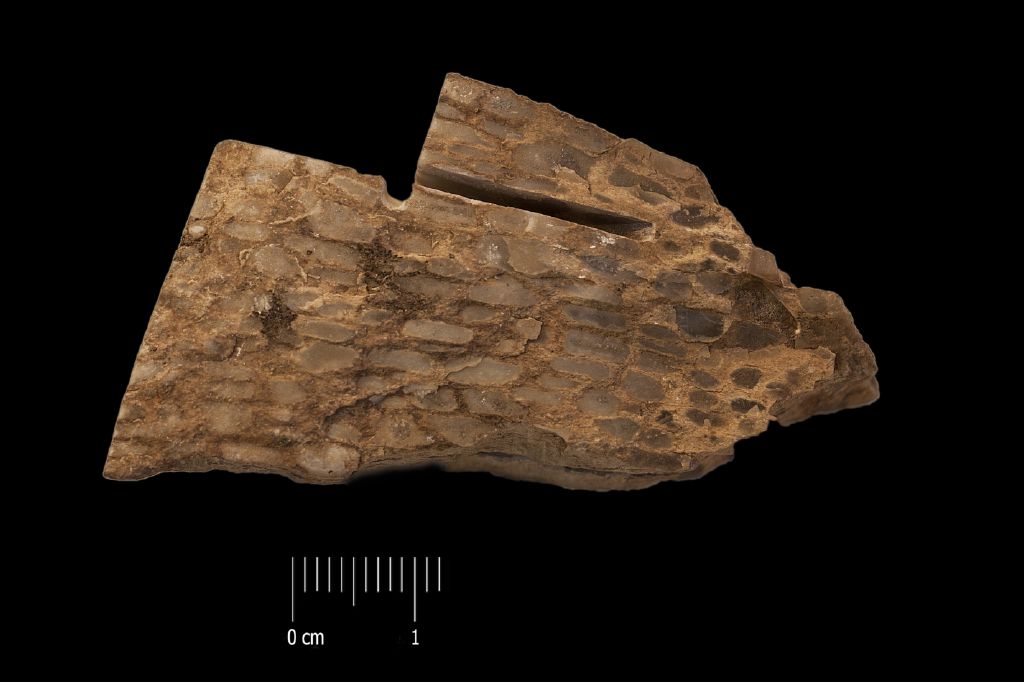 Fossile (tronco silicizzato, esemplare)