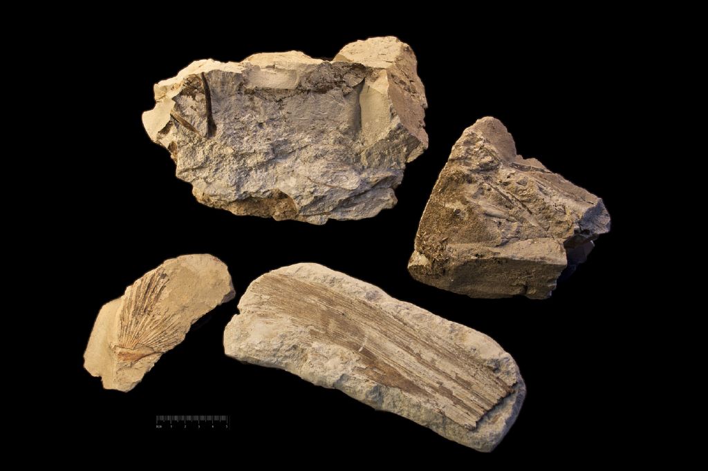 Fossile (frammenti vegetali, associazione fossile)