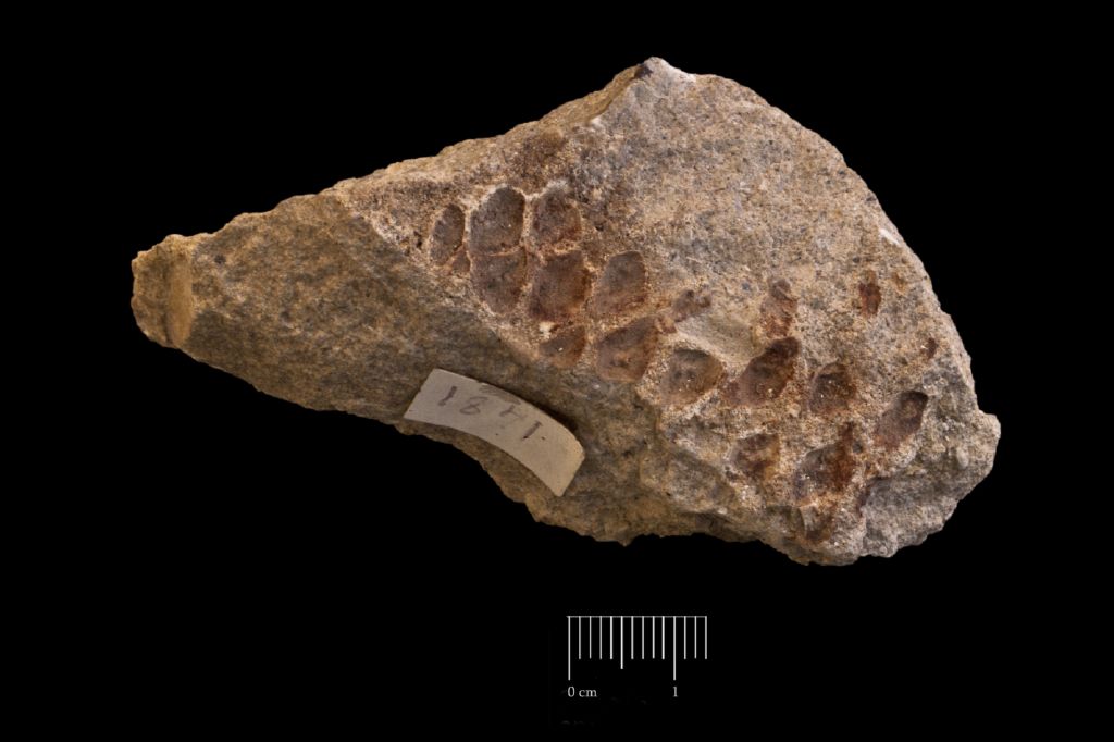 Fossile (pigna, esemplare)