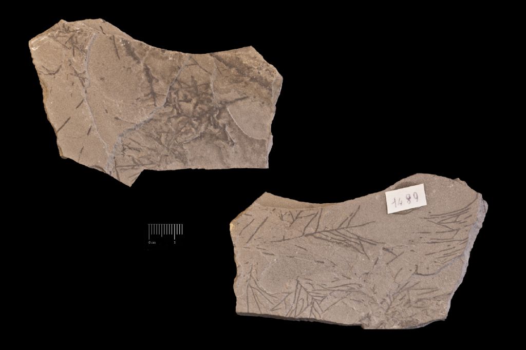 Fossile (resti di piante, esemplare)