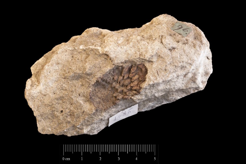 Fossile (pigna, esemplare)