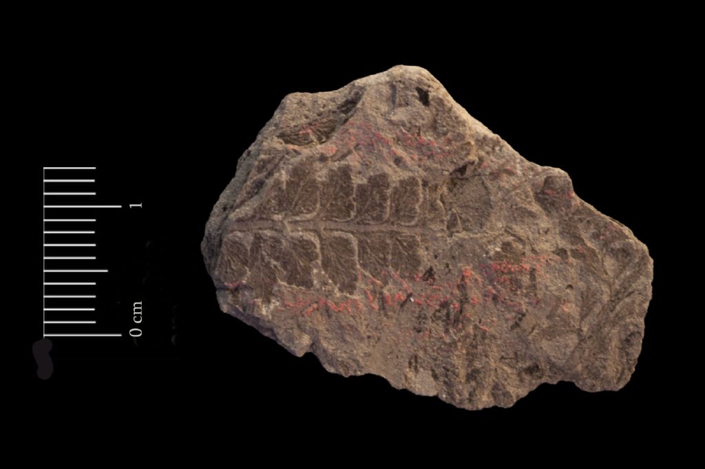 Fossile (felce, esemplare)