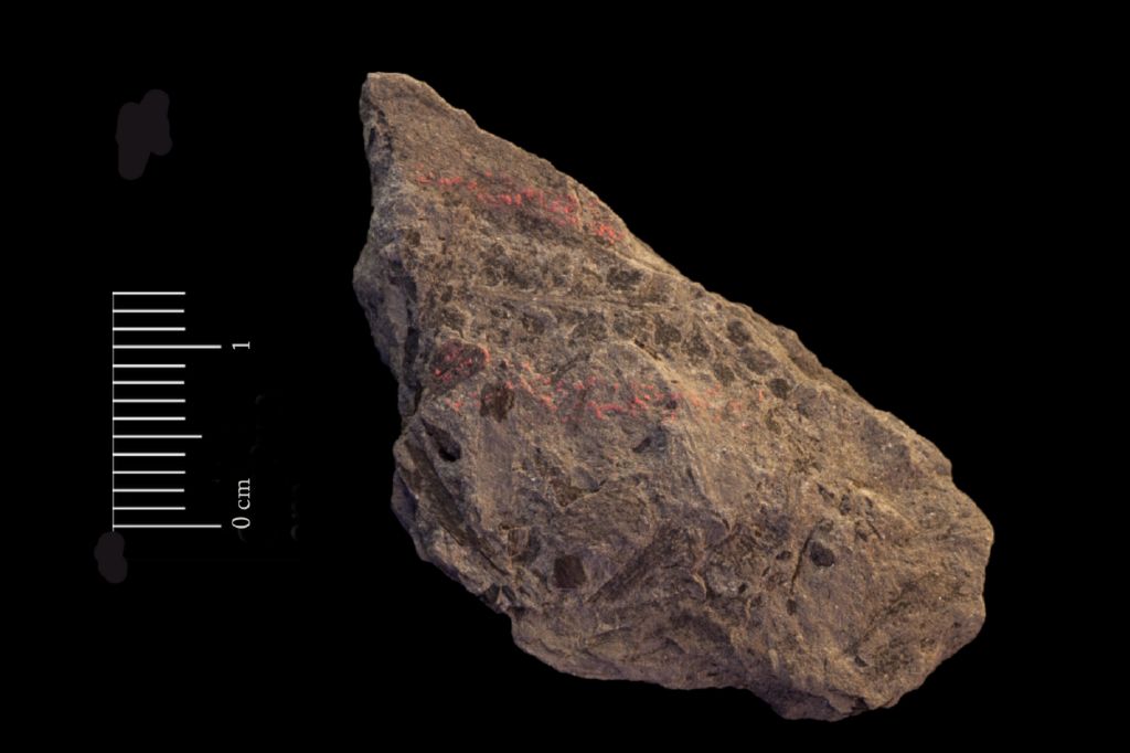 Fossile (felce, esemplare)
