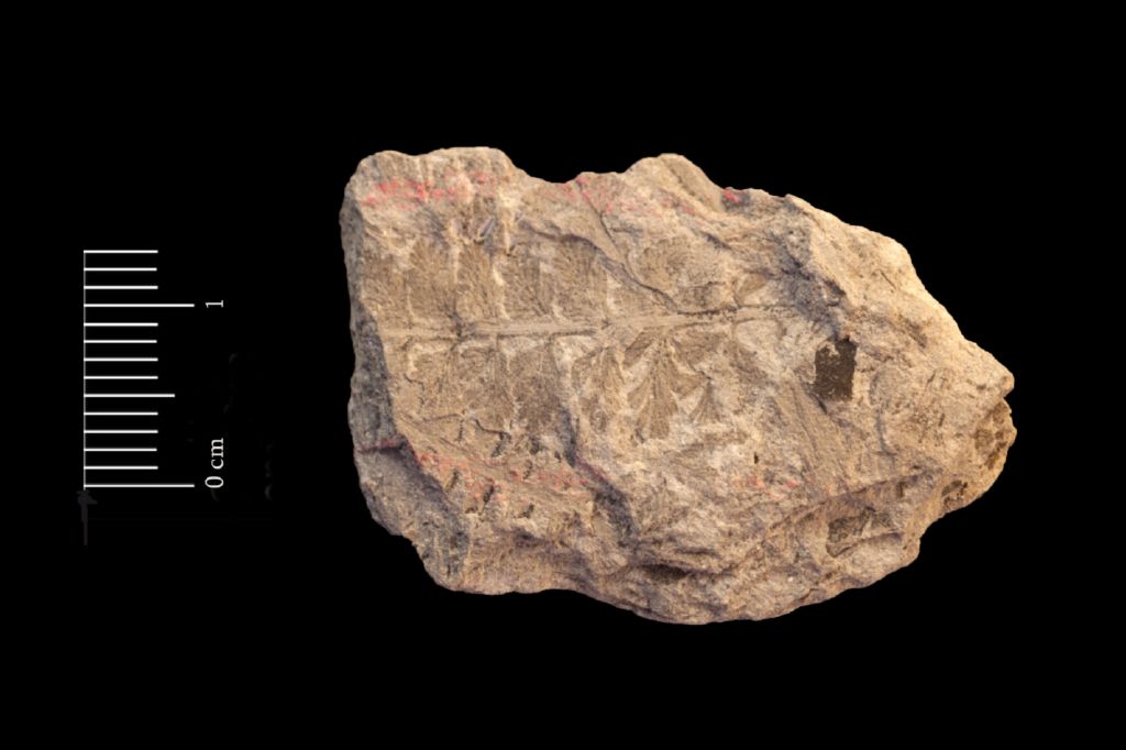 Fossile (felce, esemplare)