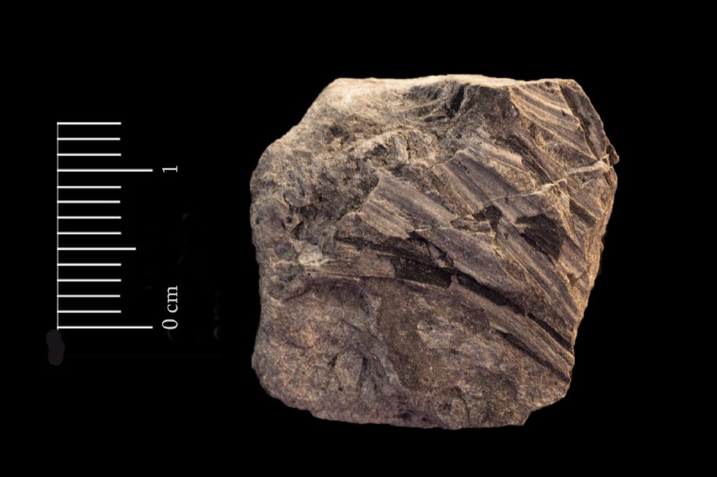 Fossile (ginkgofita, esemplare)