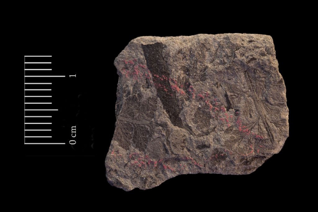 Fossile (felce, serie)