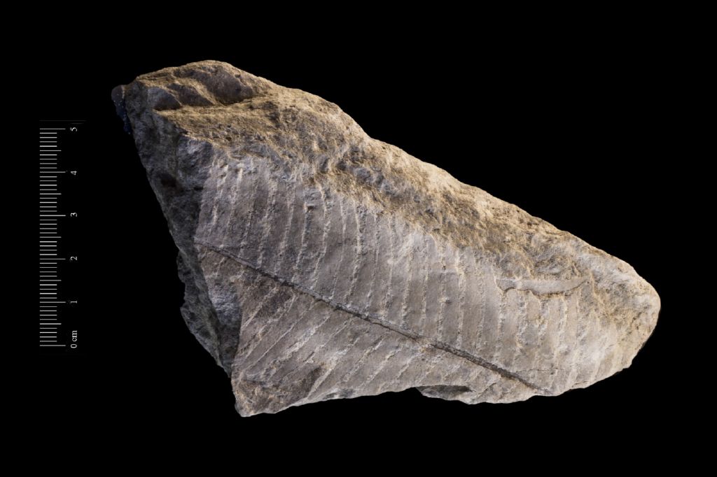 Fossile (frammenti di foglia allungata, esemplare)