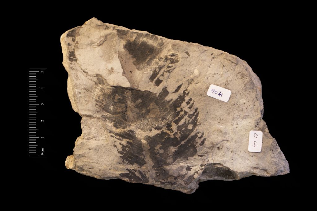 Fossile (frammento di foglia allungata, esemplare)