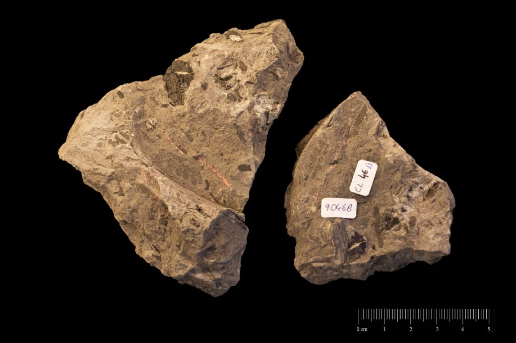 Fossile (felce, associazione fossile)