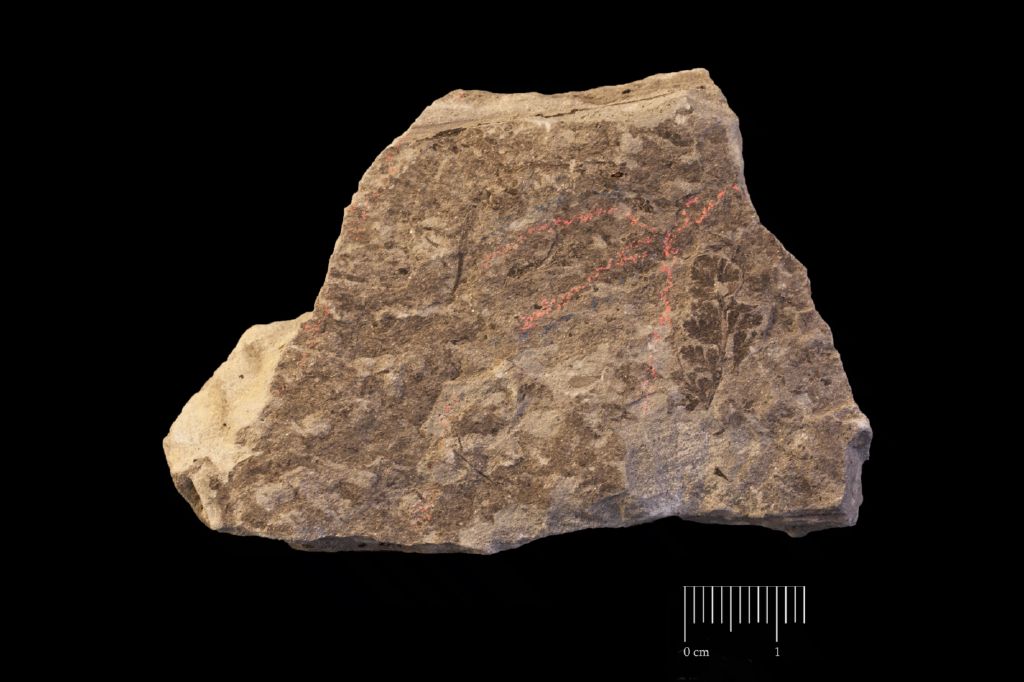 Fossile (felce, esemplare)