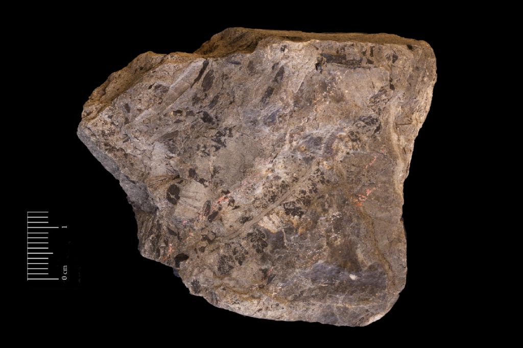 Fossile (felce, serie)