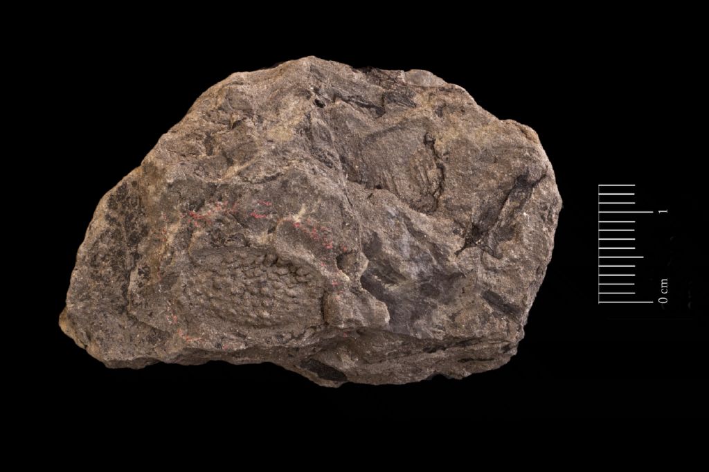 Fossile (frammenti di fruttificazione e di felce, associazione fossile)