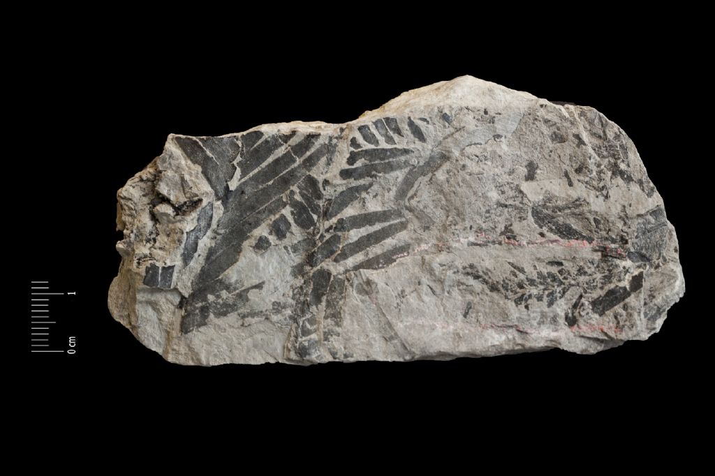 Fossile (frammenti di foglia allungata, felce, associazione fossile)