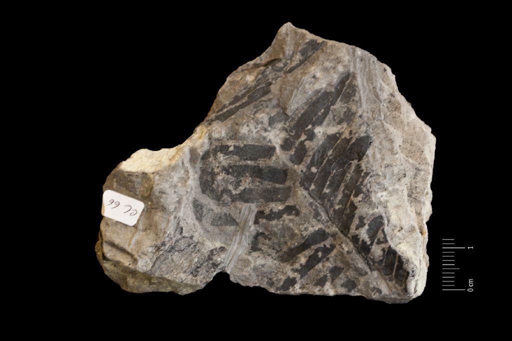 Fossile (frammenti di foglia allungata, esemplare)