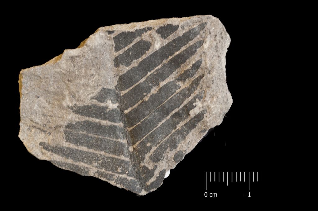 Fossile (frammento di foglia allungata, esemplare)