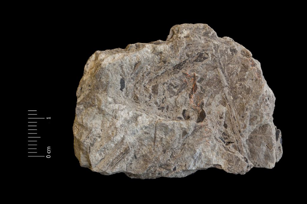 Fossile (felce, esemplare)