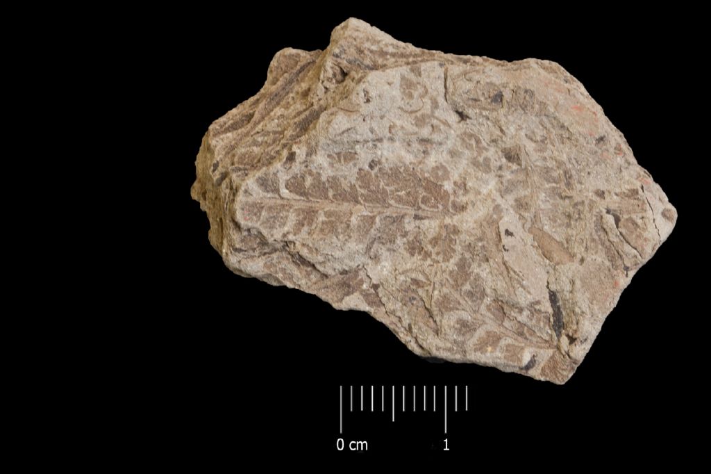 Fossile (felce, esemplare)