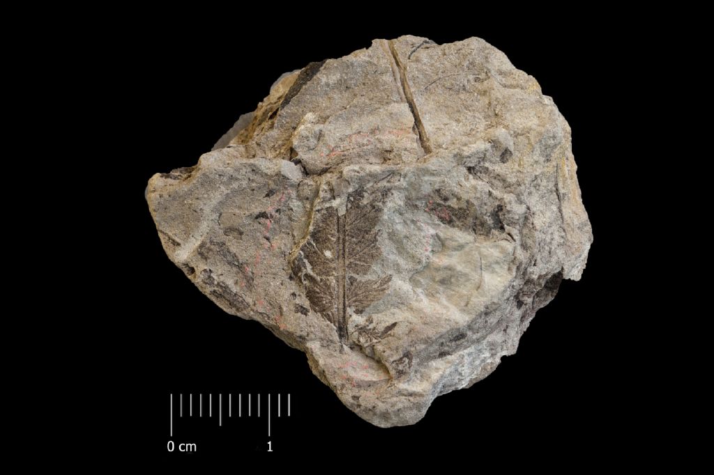 Fossile (felce, esemplare)