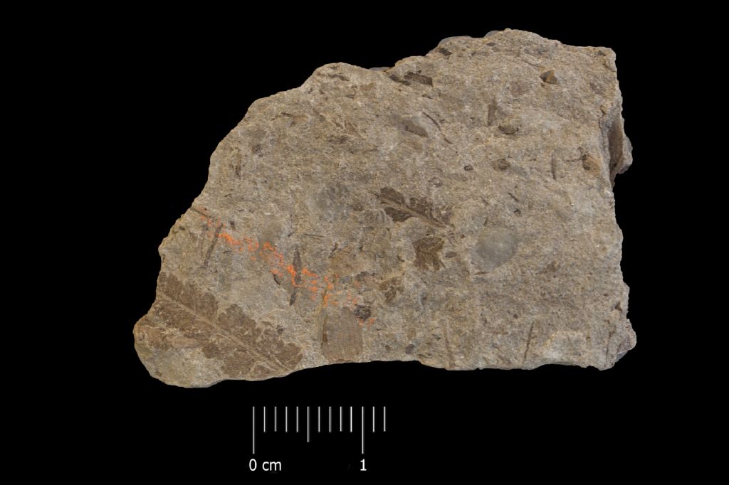 Fossile (felce, esemplare)