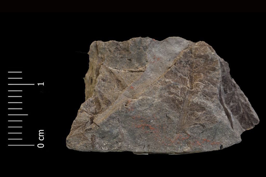 Fossile (felce, esemplare)