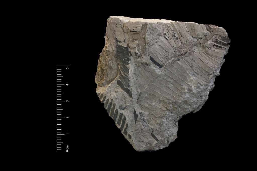 Fossile (frammento di foglia allungata, esemplare)