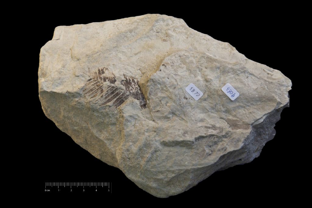 Fossile (frammento di foglia allungata, esemplare)